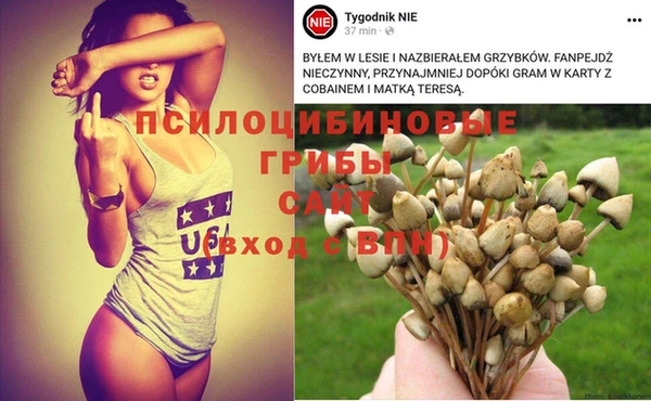 трава Белокуриха