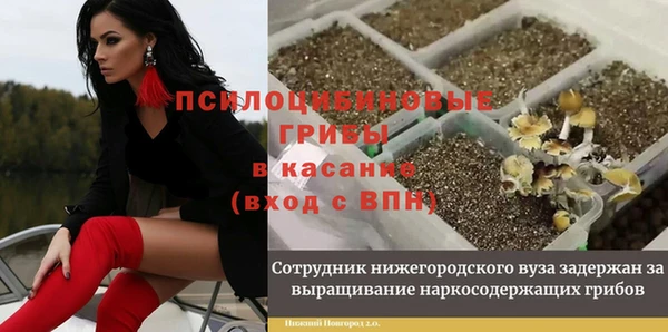 трава Белокуриха