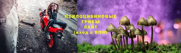 трава Белокуриха